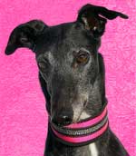 Vanity the greyhound